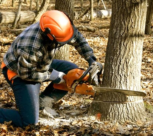 Tree Removal in Bellevue, NE